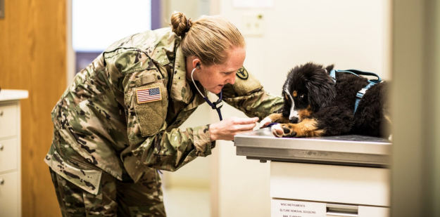 U.S. Army animal care specialist examines a pet